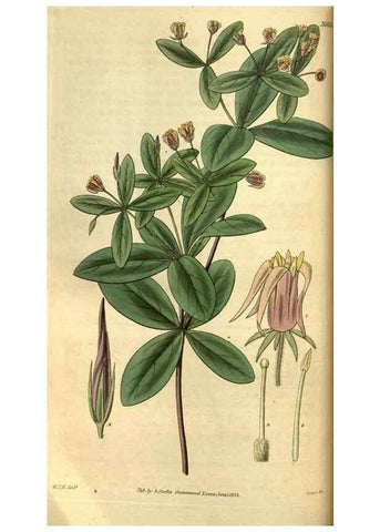 Reproducción/Reproduction 34439630263: Curtis's botanical magazine.. London ; New York [etc.] :Academic Press [etc.]