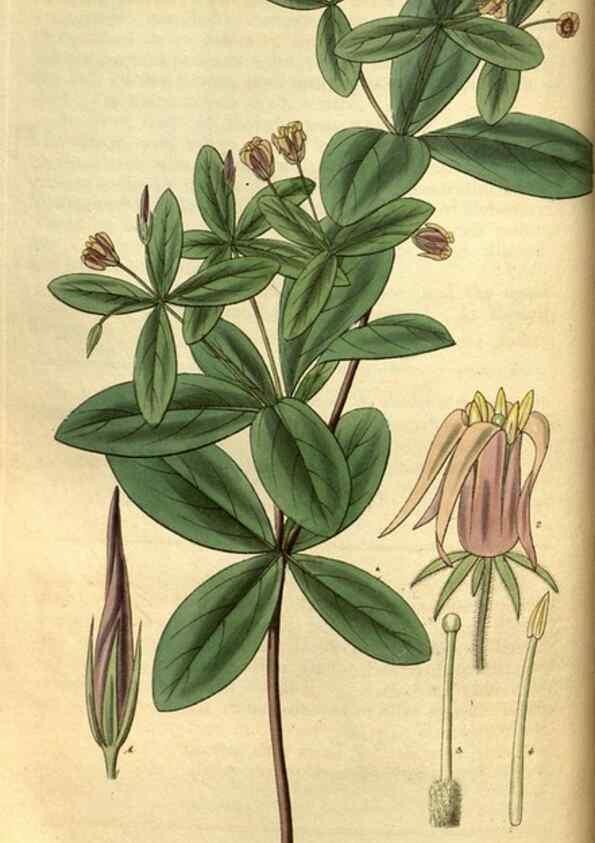 Reproducción/Reproduction 34439630263: Curtis's botanical magazine.. London ; New York [etc.] :Academic Press [etc.]