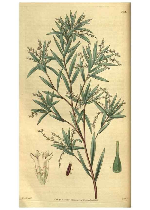 Reproducción/Reproduction 35208781676: Curtis's botanical magazine.. London ; New York [etc.] :Academic Press [etc.]
