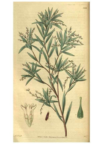 Reproducción/Reproduction 35208781676: Curtis's botanical magazine.. London ; New York [etc.] :Academic Press [etc.]
