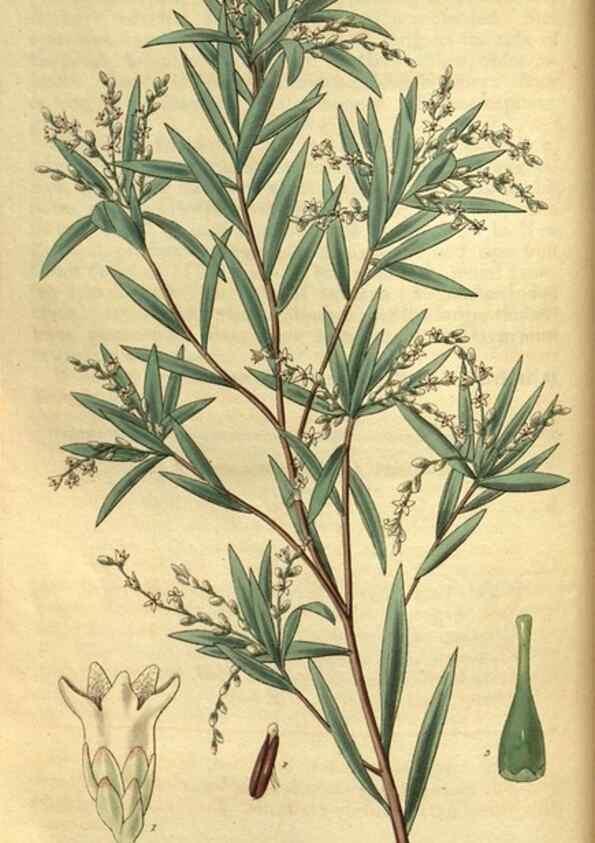 Reproducción/Reproduction 35208781676: Curtis's botanical magazine.. London ; New York [etc.] :Academic Press [etc.]