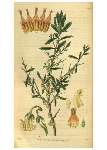 Reproducción/Reproduction 35083327292: Curtis's botanical magazine.. London ; New York [etc.] :Academic Press [etc.]
