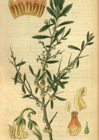 Reproducción/Reproduction 35083327292: Curtis's botanical magazine.. London ; New York [etc.] :Academic Press [etc.]