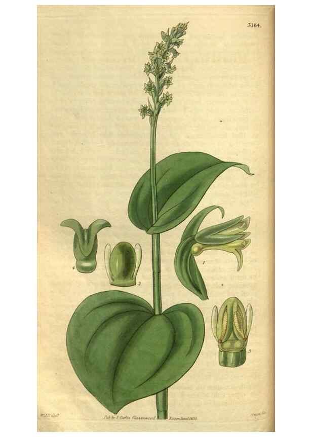 Reproducción/Reproduction 35083330592: Curtis's botanical magazine.. London ; New York [etc.] :Academic Press [etc.]