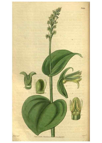 Reproducción/Reproduction 35083330592: Curtis's botanical magazine.. London ; New York [etc.] :Academic Press [etc.]