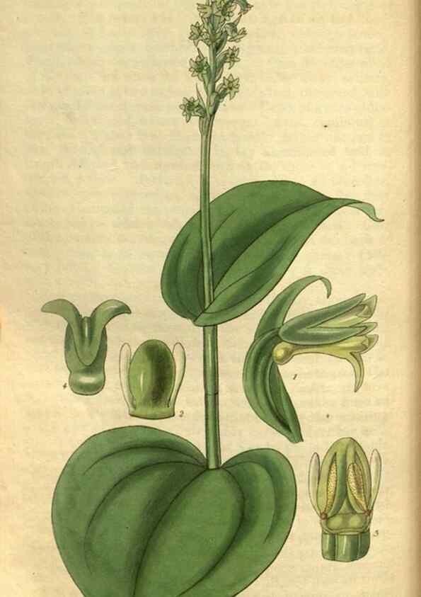 Reproducción/Reproduction 35083330592: Curtis's botanical magazine.. London ; New York [etc.] :Academic Press [etc.]
