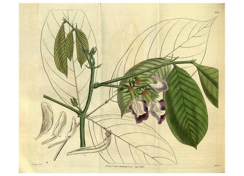 Reproducción/Reproduction 35083333432: Curtis's botanical magazine.. London ; New York [etc.] :Academic Press [etc.]