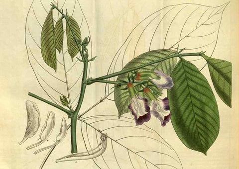 Reproducción/Reproduction 35083333432: Curtis's botanical magazine.. London ; New York [etc.] :Academic Press [etc.]