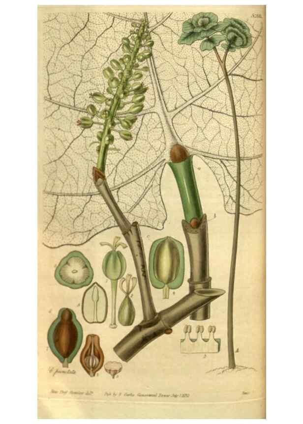 Reproducción/Reproduction 35083337402: Curtis's botanical magazine.. London ; New York [etc.] :Academic Press [etc.]