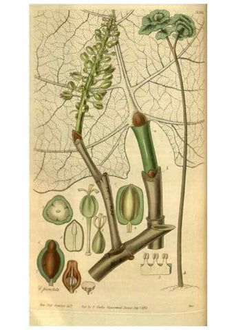 Reproducción/Reproduction 35083337402: Curtis's botanical magazine.. London ; New York [etc.] :Academic Press [etc.]
