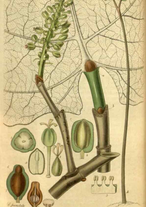Reproducción/Reproduction 35083337402: Curtis's botanical magazine.. London ; New York [etc.] :Academic Press [etc.]
