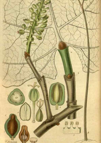 Reproducción/Reproduction 35083337402: Curtis's botanical magazine.. London ; New York [etc.] :Academic Press [etc.]