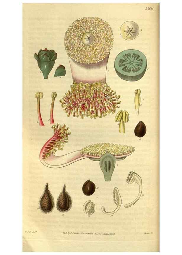 Reproducción/Reproduction 34439624083: Curtis's botanical magazine.. London ; New York [etc.] :Academic Press [etc.]