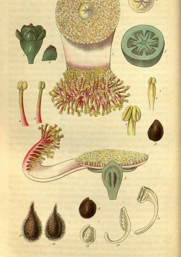 Reproducción/Reproduction 34439624083: Curtis's botanical magazine.. London ; New York [etc.] :Academic Press [etc.]