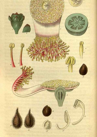 Reproducción/Reproduction 34439624083: Curtis's botanical magazine.. London ; New York [etc.] :Academic Press [etc.]