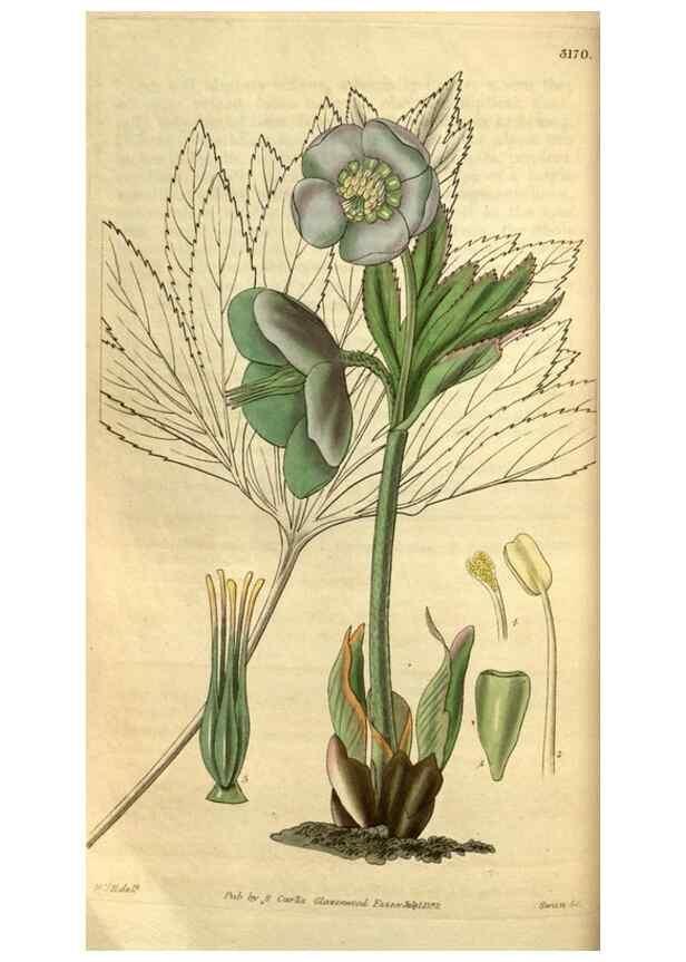 Reproducción/Reproduction 34861622240: Curtis's botanical magazine.. London ; New York [etc.] :Academic Press [etc.]