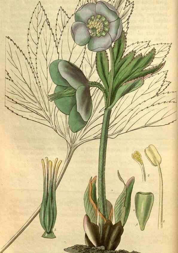 Reproducción/Reproduction 34861622240: Curtis's botanical magazine.. London ; New York [etc.] :Academic Press [etc.]