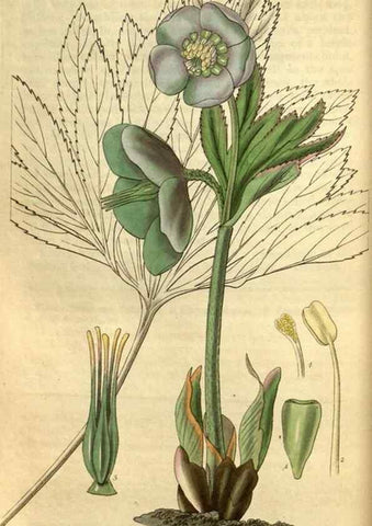 Reproducción/Reproduction 34861622240: Curtis's botanical magazine.. London ; New York [etc.] :Academic Press [etc.]