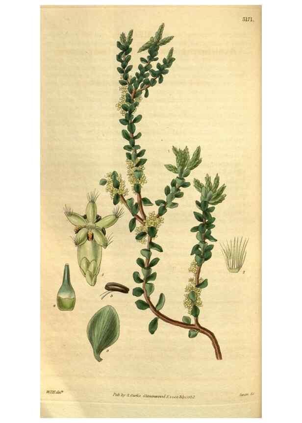 Reproducción/Reproduction 34861625120: Curtis's botanical magazine.. London ; New York [etc.] :Academic Press [etc.]