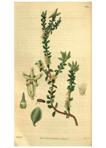 Reproducción/Reproduction 34861625120: Curtis's botanical magazine.. London ; New York [etc.] :Academic Press [etc.]