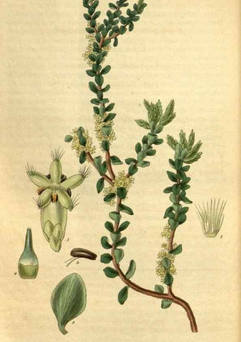 Reproducción/Reproduction 34861625120: Curtis's botanical magazine.. London ; New York [etc.] :Academic Press [etc.]