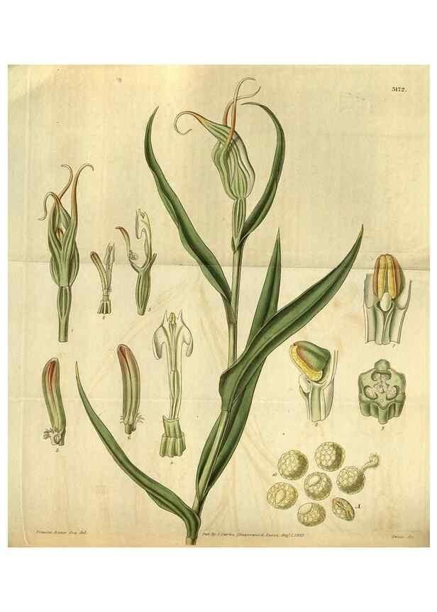 Reproducción/Reproduction 34861630020: Curtis's botanical magazine.. London ; New York [etc.] :Academic Press [etc.]