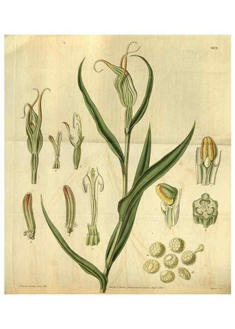 Reproducción/Reproduction 34861630020: Curtis's botanical magazine.. London ; New York [etc.] :Academic Press [etc.]