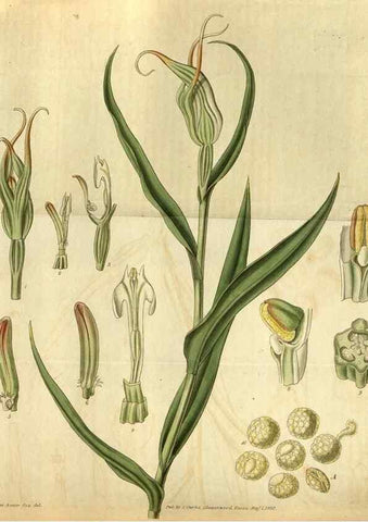 Reproducción/Reproduction 34861630020: Curtis's botanical magazine.. London ; New York [etc.] :Academic Press [etc.]