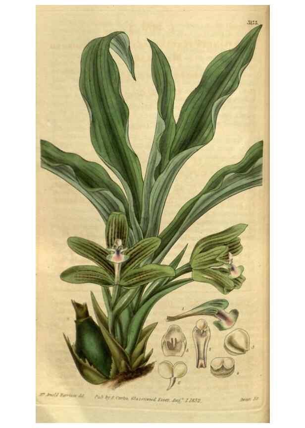 Reproducción/Reproduction 34861633360: Curtis's botanical magazine.. London ; New York [etc.] :Academic Press [etc.]