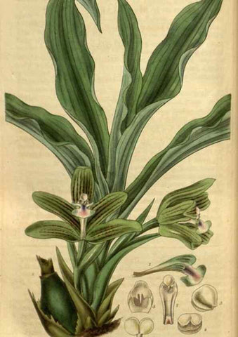 Reproducción/Reproduction 34861633360: Curtis's botanical magazine.. London ; New York [etc.] :Academic Press [etc.]