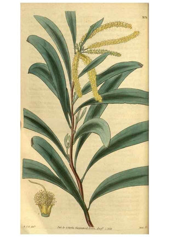 Reproducción/Reproduction 34861636710: Curtis's botanical magazine.. London ; New York [etc.] :Academic Press [etc.]