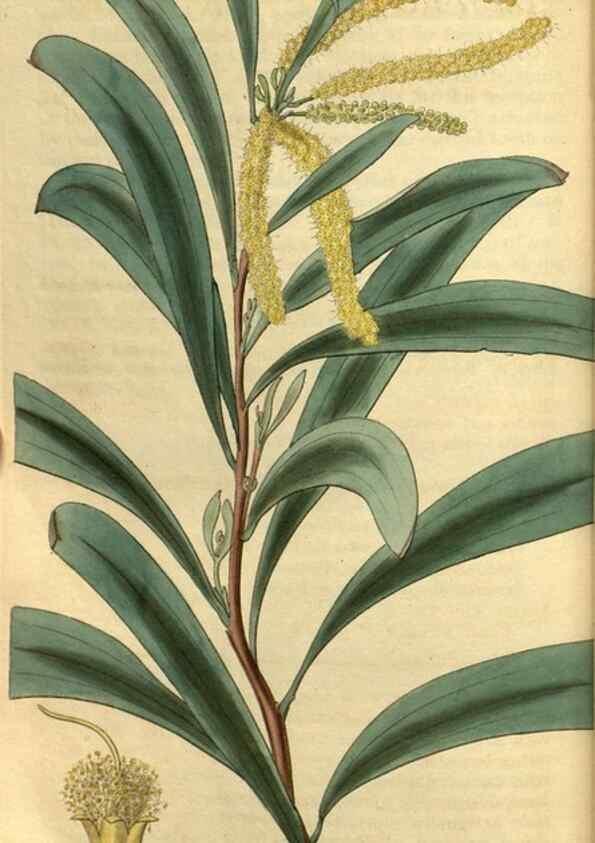 Reproducción/Reproduction 34861636710: Curtis's botanical magazine.. London ; New York [etc.] :Academic Press [etc.]