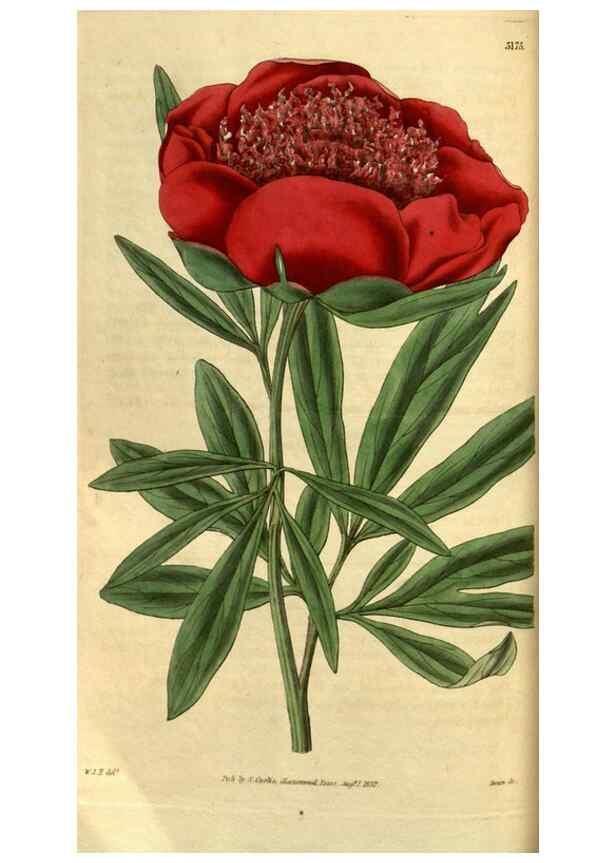 Reproducción/Reproduction 34404727854: Curtis's botanical magazine.. London ; New York [etc.] :Academic Press [etc.]
