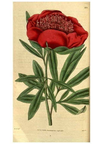 Reproducción/Reproduction 34404727854: Curtis's botanical magazine.. London ; New York [etc.] :Academic Press [etc.]