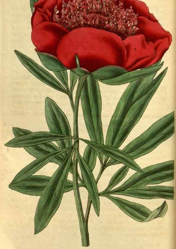 Reproducción/Reproduction 34404727854: Curtis's botanical magazine.. London ; New York [etc.] :Academic Press [etc.]