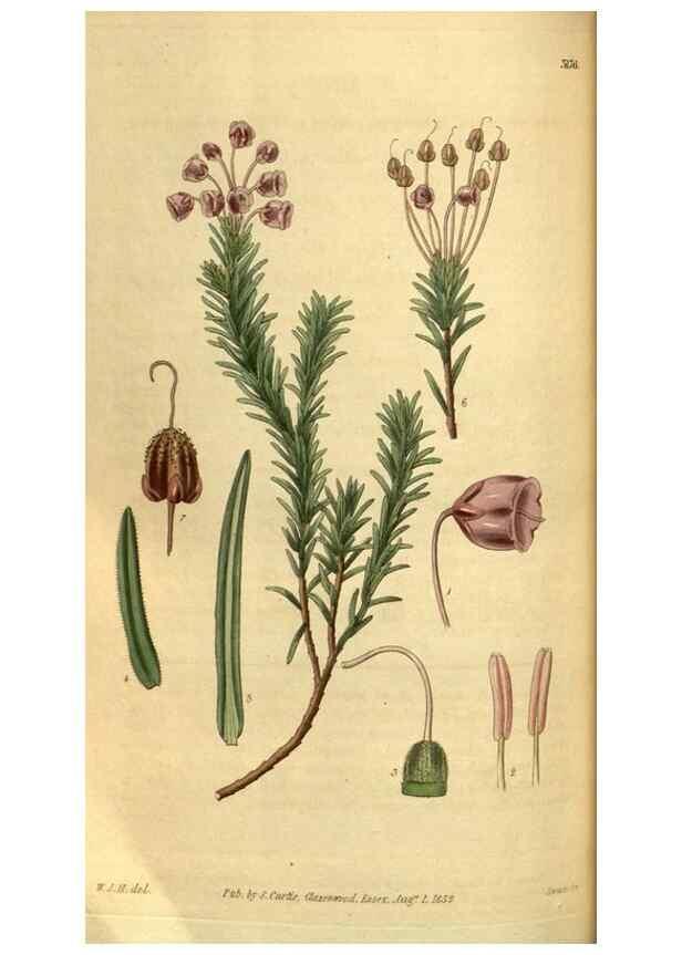 Reproducción/Reproduction 34404730654: Curtis's botanical magazine.. London ; New York [etc.] :Academic Press [etc.]
