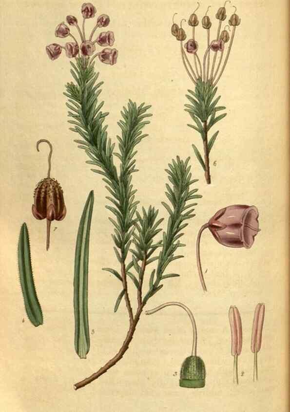 Reproducción/Reproduction 34404730654: Curtis's botanical magazine.. London ; New York [etc.] :Academic Press [etc.]