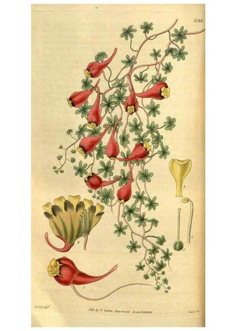 Reproducción/Reproduction 35119034901: Curtis's botanical magazine.. London ; New York [etc.] :Academic Press [etc.]