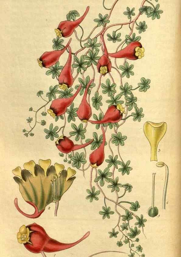Reproducción/Reproduction 35119034901: Curtis's botanical magazine.. London ; New York [etc.] :Academic Press [etc.]