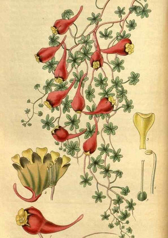 Reproducción/Reproduction 35119034901: Curtis's botanical magazine.. London ; New York [etc.] :Academic Press [etc.]