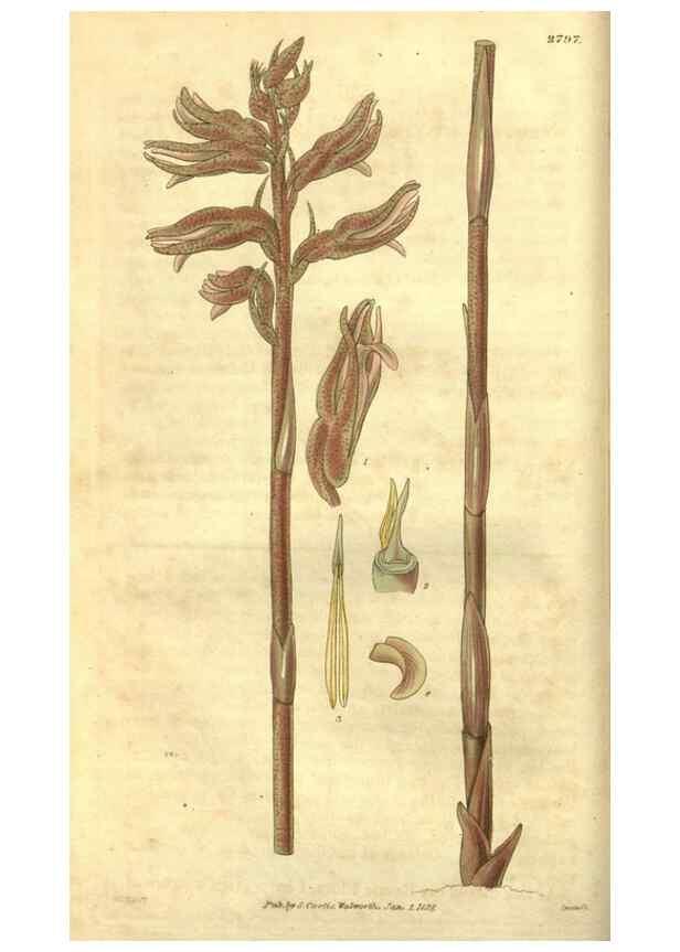Reproducción/Reproduction 34404152264: Curtis's botanical magazine.. London ; New York [etc.] :Academic Press [etc.]