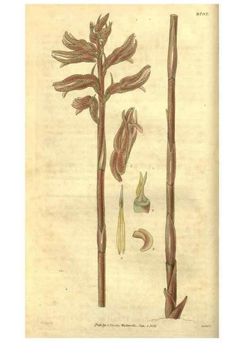 Reproducción/Reproduction 34404152264: Curtis's botanical magazine.. London ; New York [etc.] :Academic Press [etc.]