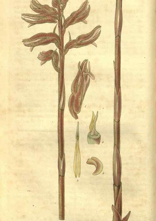Reproducción/Reproduction 34404152264: Curtis's botanical magazine.. London ; New York [etc.] :Academic Press [etc.]