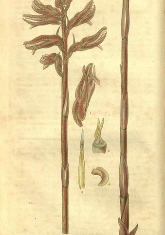 Reproducción/Reproduction 34404152264: Curtis's botanical magazine.. London ; New York [etc.] :Academic Press [etc.]