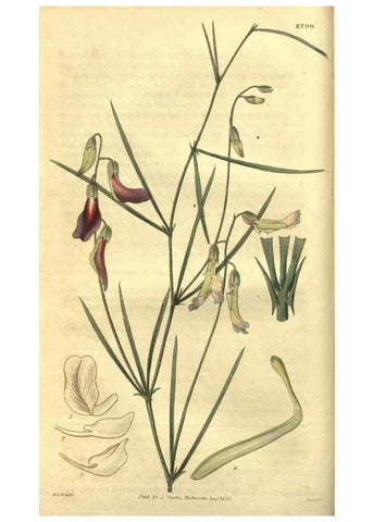 Reproducción/Reproduction 35118393041: Curtis's botanical magazine.. London ; New York [etc.] :Academic Press [etc.]