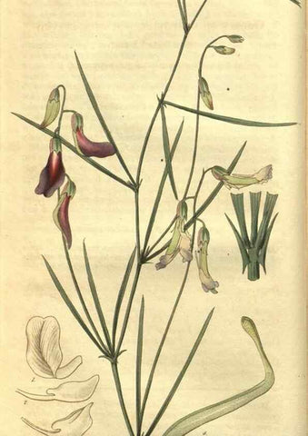 Reproducción/Reproduction 35118393041: Curtis's botanical magazine.. London ; New York [etc.] :Academic Press [etc.]