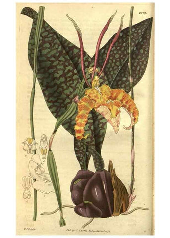 Reproducción/Reproduction 35082770162: Curtis's botanical magazine.. London ; New York [etc.] :Academic Press [etc.]