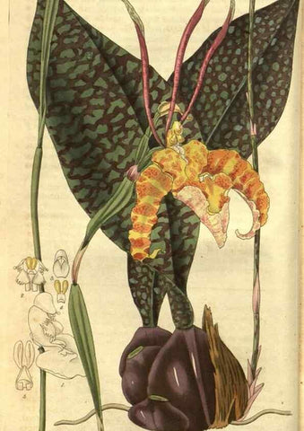 Reproducción/Reproduction 35082770162: Curtis's botanical magazine.. London ; New York [etc.] :Academic Press [etc.]