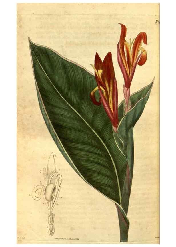 Reproducción/Reproduction 35247437385: Curtis's botanical magazine.. London ; New York [etc.] :Academic Press [etc.]