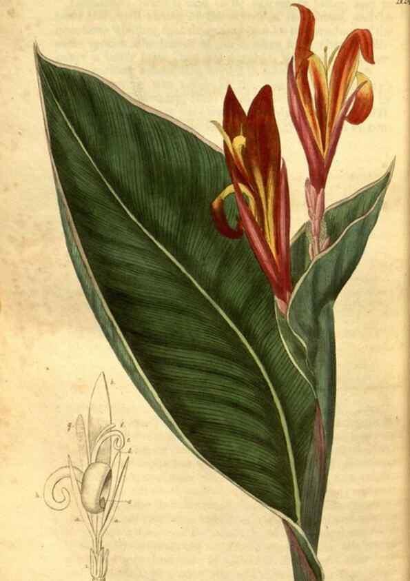 Reproducción/Reproduction 35247437385: Curtis's botanical magazine.. London ; New York [etc.] :Academic Press [etc.]